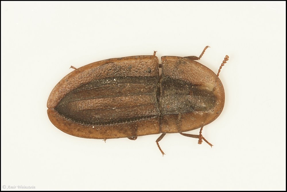 Coleoptera d''Israele - ID Request for Cossyphus